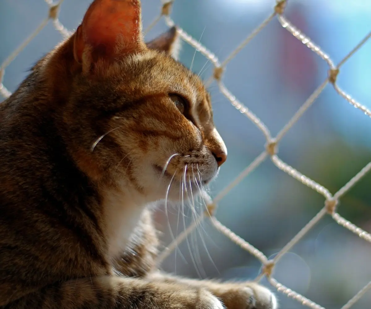 Kedi Güvenlik Filesi