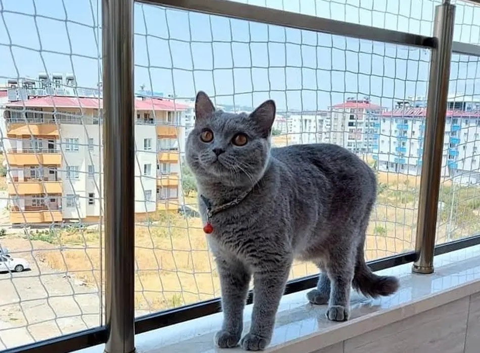 Kedi Koruma Filesi